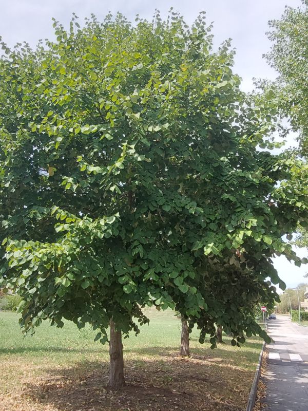 Tilia platyphillos - 01129