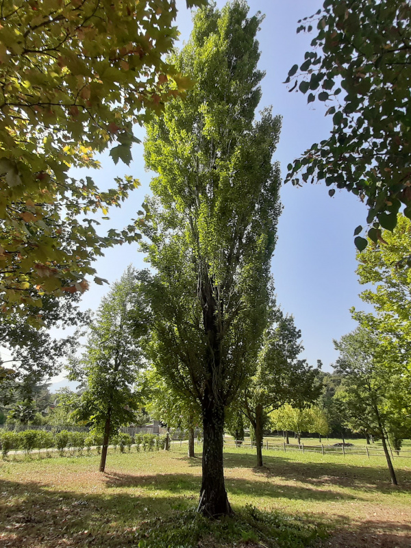 Populus nigra - 00783