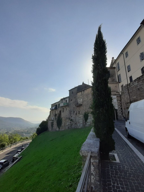 Cupressus sempervirens - 00081