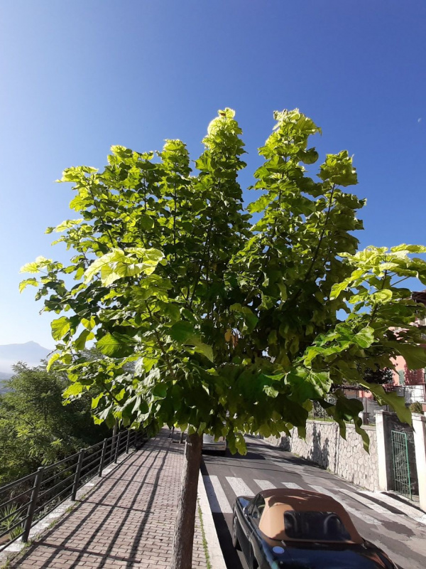 Catalpa bignonioides - 00130