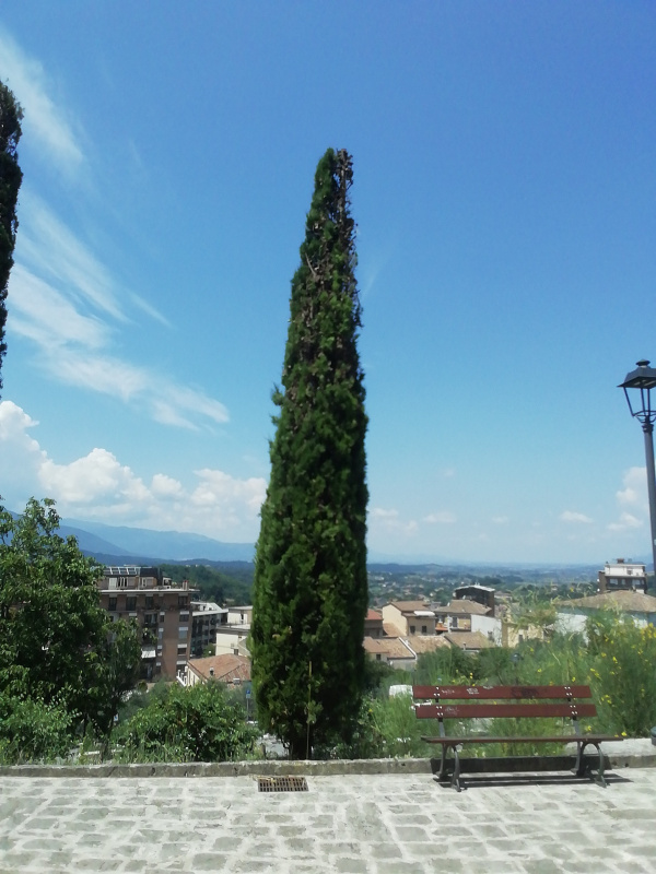 Cupressus sempervirens - 00258