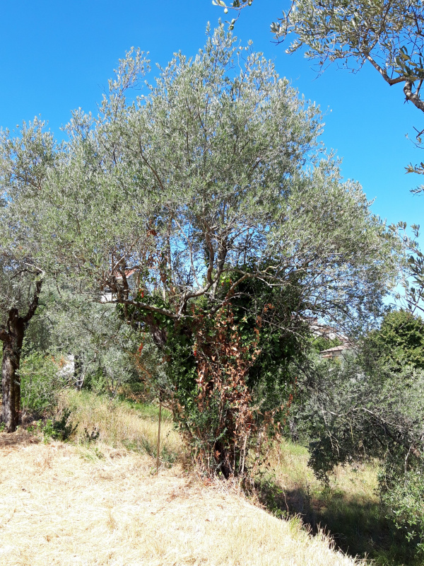 Olea europaea - 00548