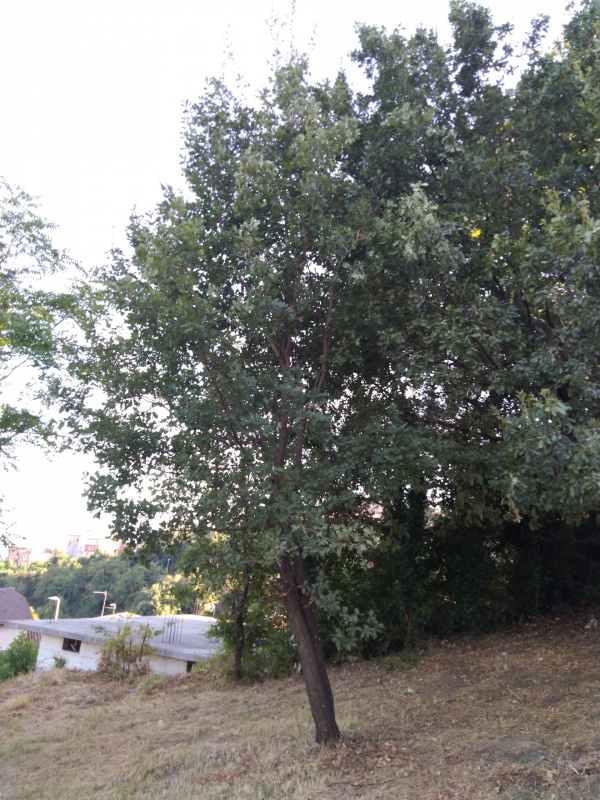 Quercus cerris - 00529