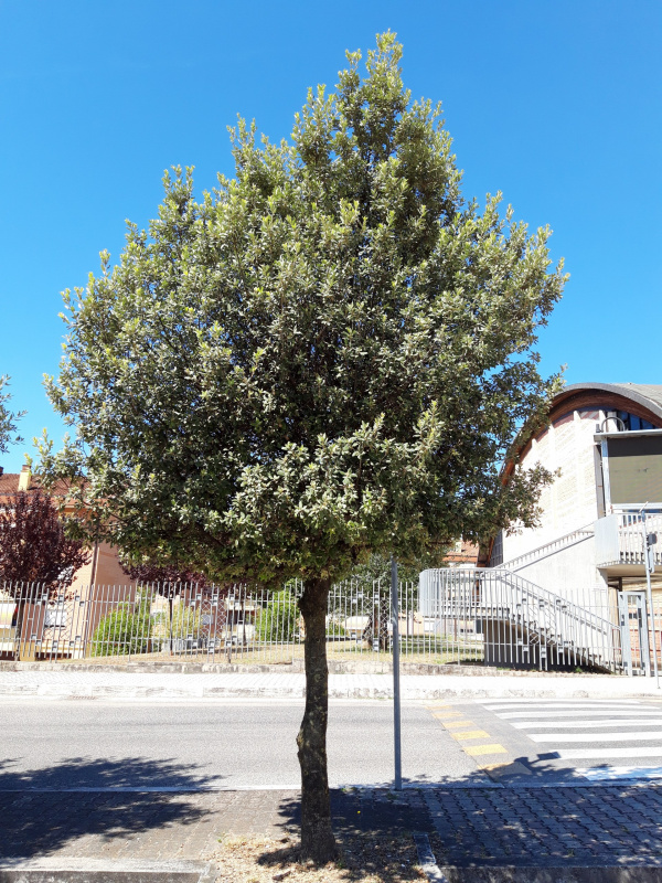 Quercus ilex - 00578