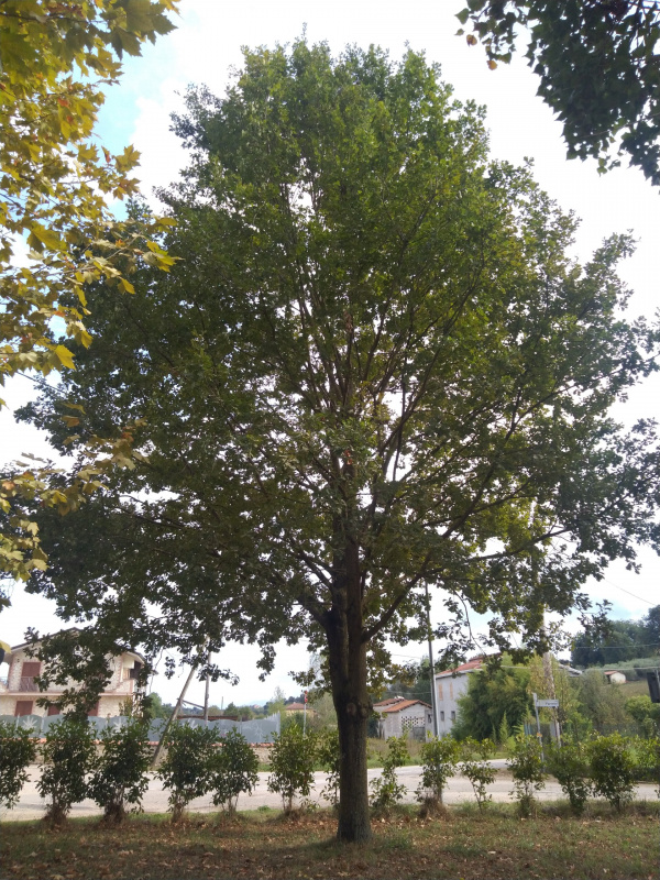 Quercus robur - 00785