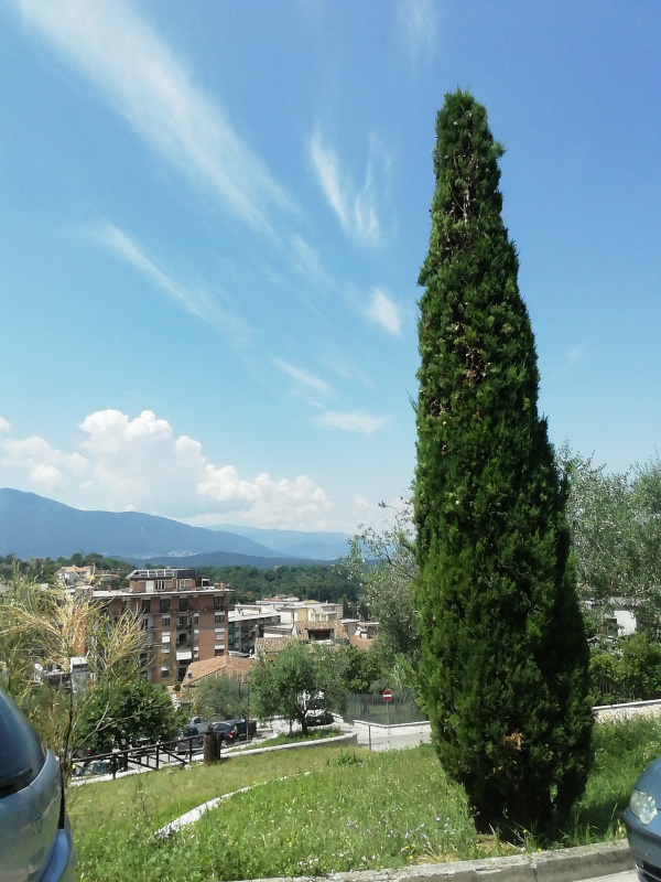 Cupressus sempervirens - 00254