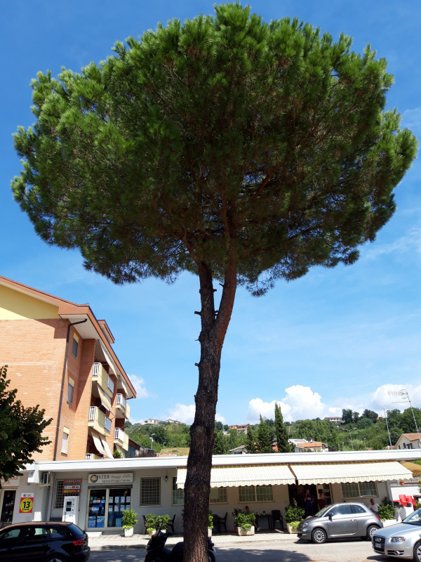 Pinus pinea - 00557