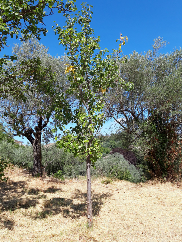 Pyrus sp. - 00553