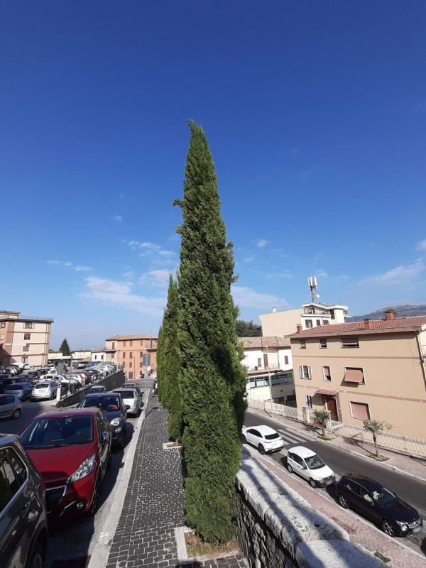 Cupressus sempervirens - 00083