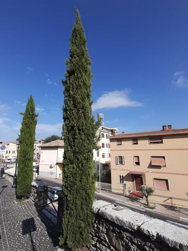 Cupressus sempervirens - 00085