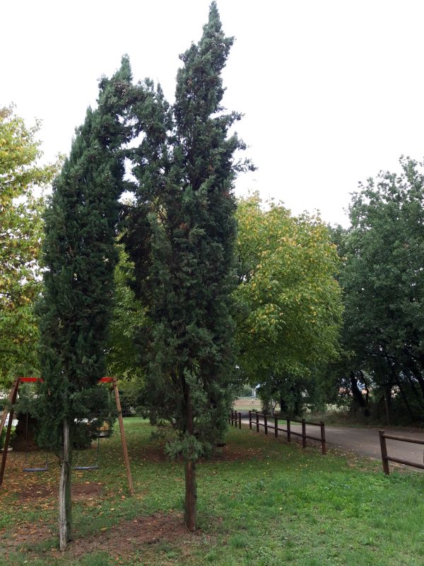 Cupressus sempervirens - 01242