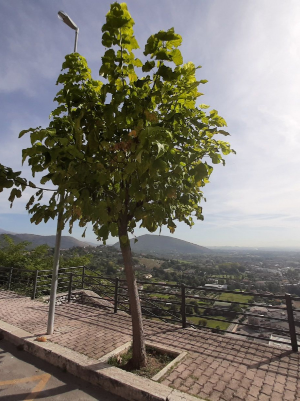 Catalpa bignonioides - 00141