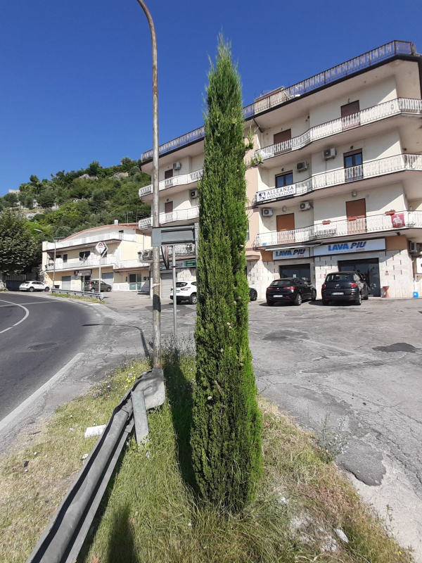 Cupressus sempervirens - x011