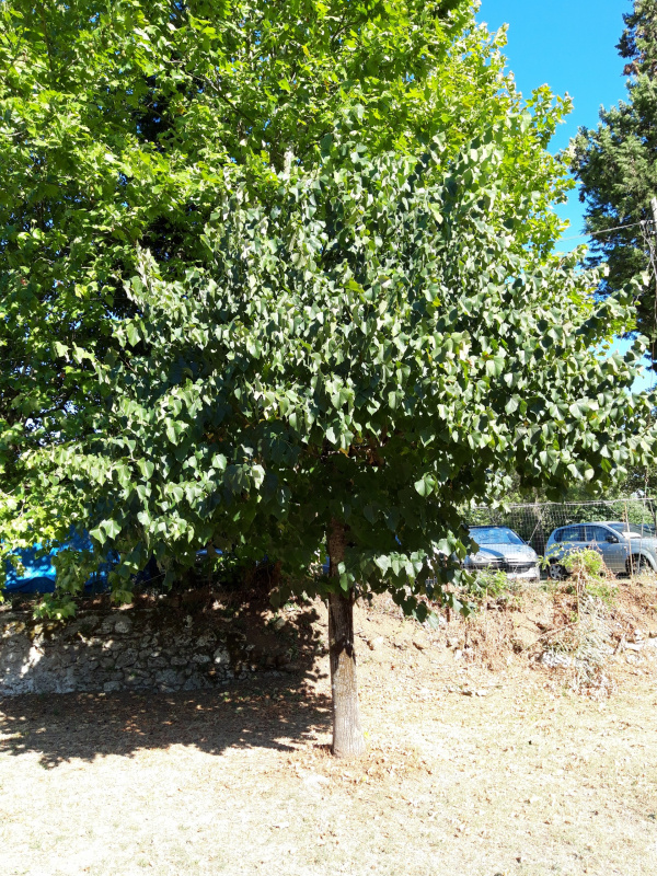 Tilia platyphillos - 00695