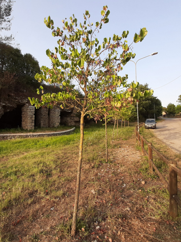 Cercis siliquastrum - 00961