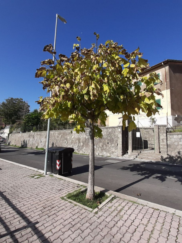 Catalpa bignonioides - 00133