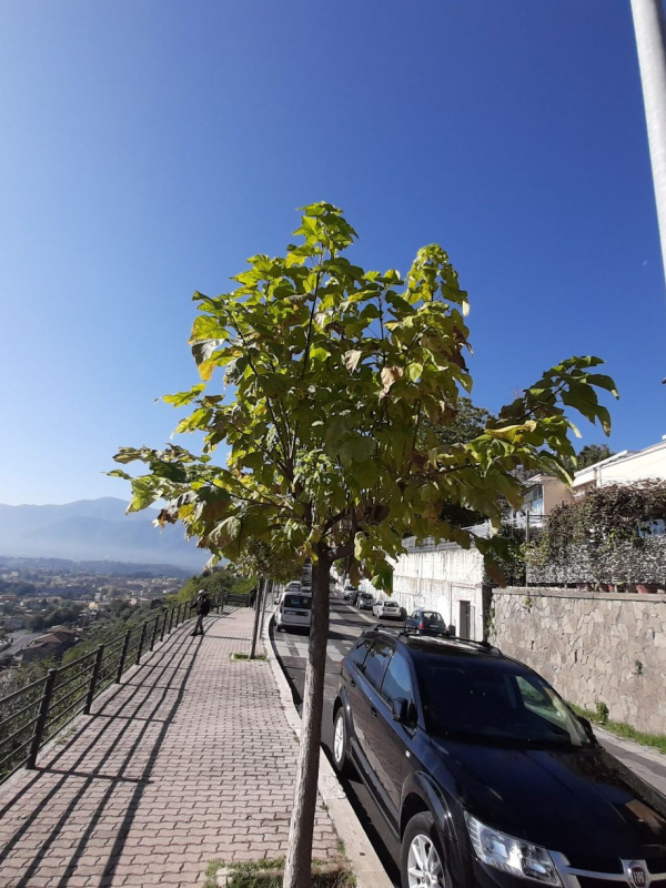 Catalpa bignonioides - 00135