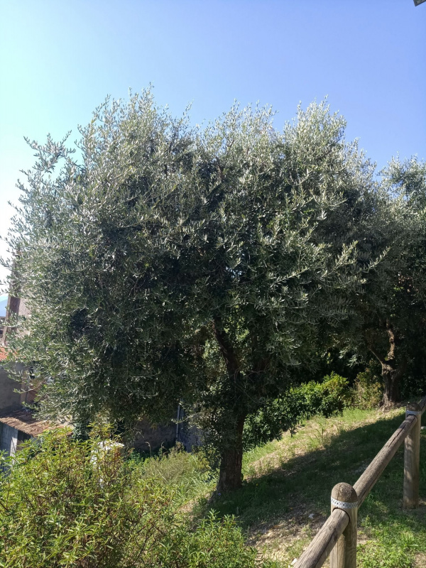 Olea europaea - 00011