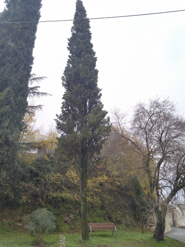 Cupressus sempervirens - 00890