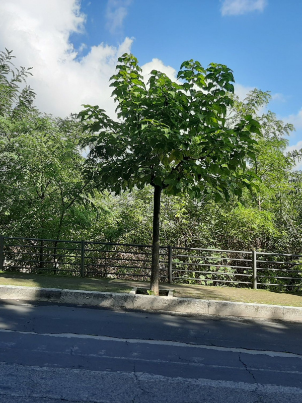 Catalpa bignonioides - 00109