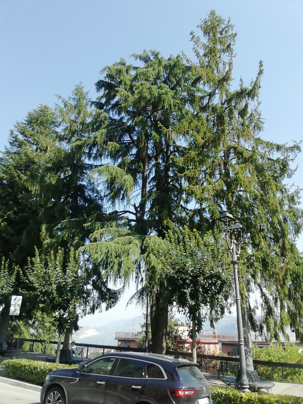 Cedrus libani - 00187