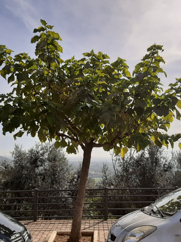 Catalpa bignonioides - 00143