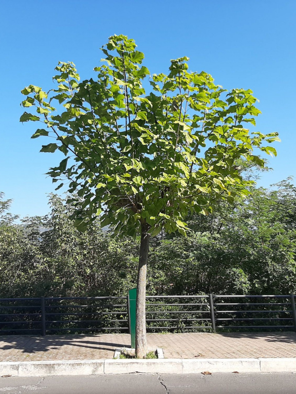 Catalpa bignonioides - 00120