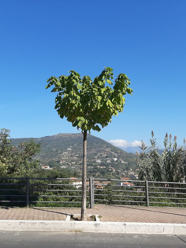 Catalpa bignonioides - 00123