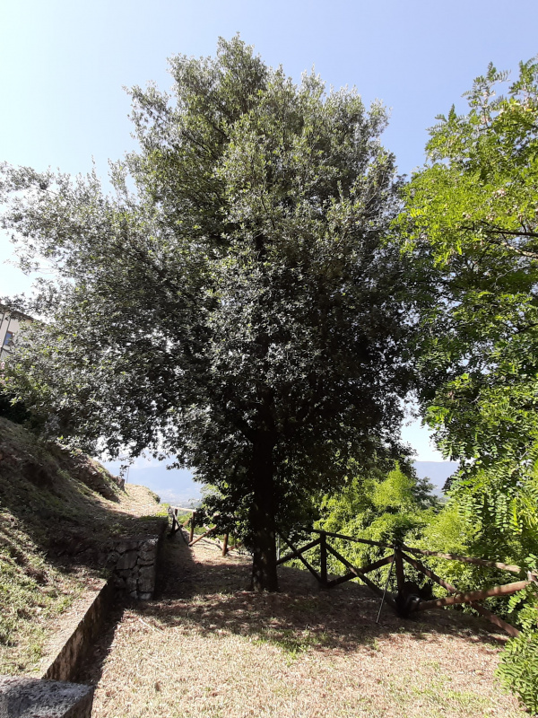 Quercus ilex - 00330