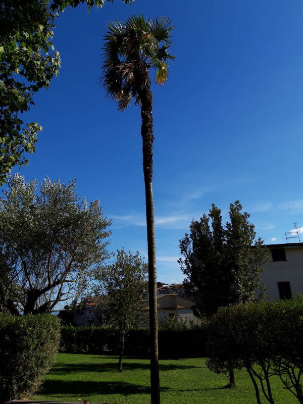 Washingtonia filifera - 00394