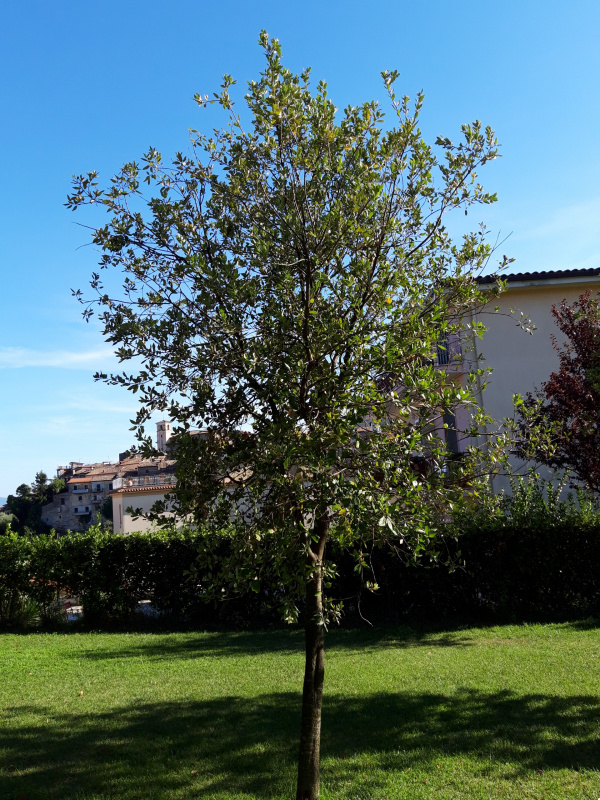 Quercus ilex - 00403