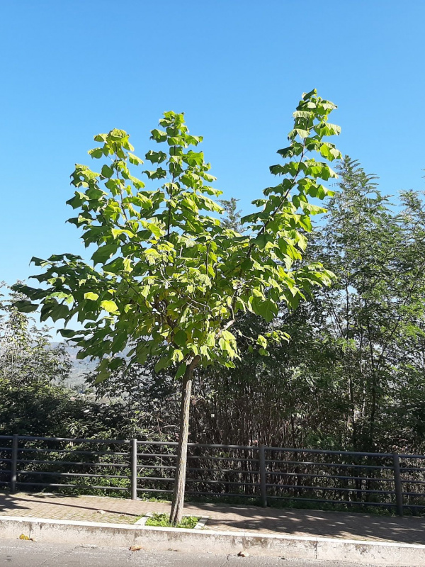 Catalpa bignonioides - 00114