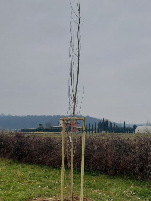 Populus nigra - 01490