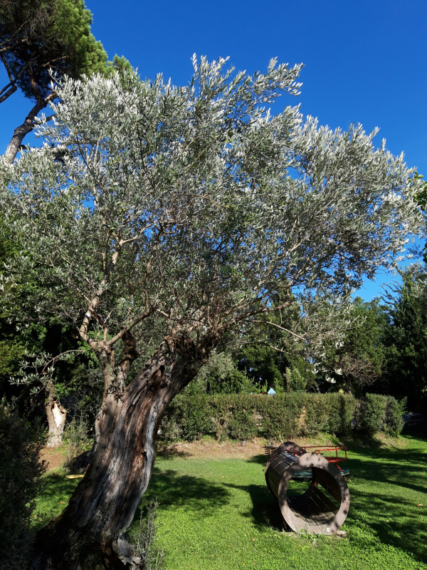 Olea europaea - 00400