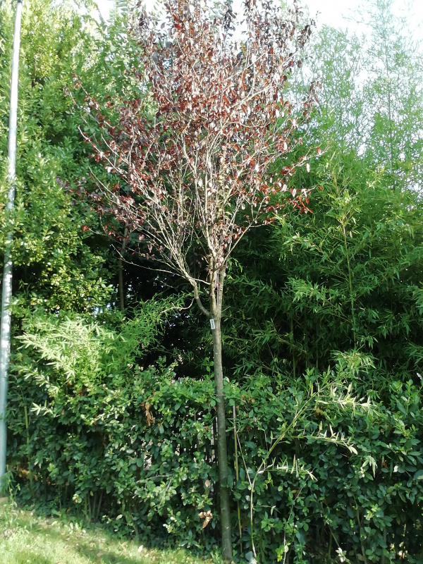 Prunus pissardii - X060