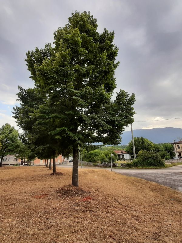 Tilia europaea - 00969