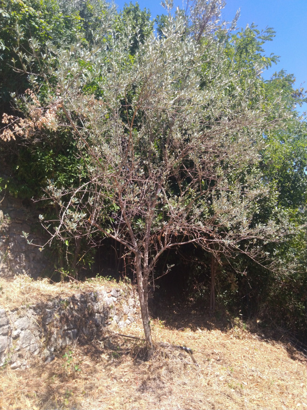 Olea europaea - X061