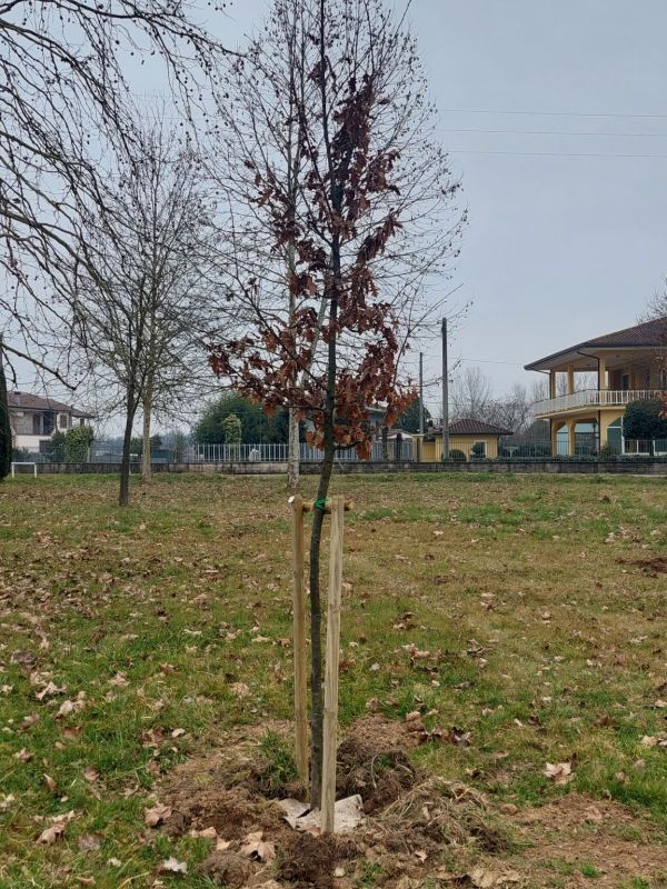 Quercus cerris - 01466