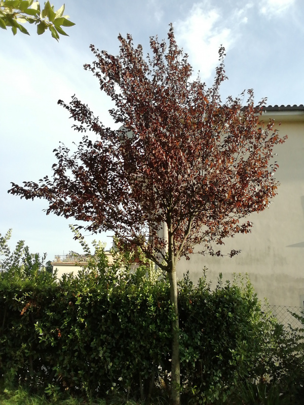 Prunus pissardii - 00397