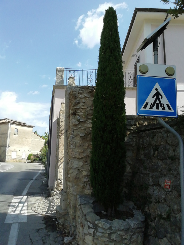 Cupressus sempervirens - 00368