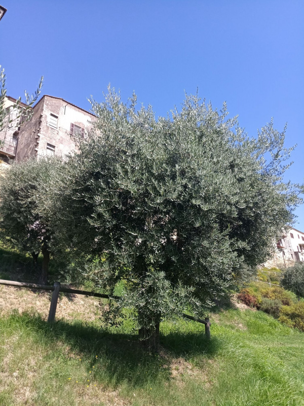 Olea europaea - 00016