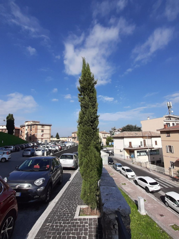 Cupressus sempervirens - 00084