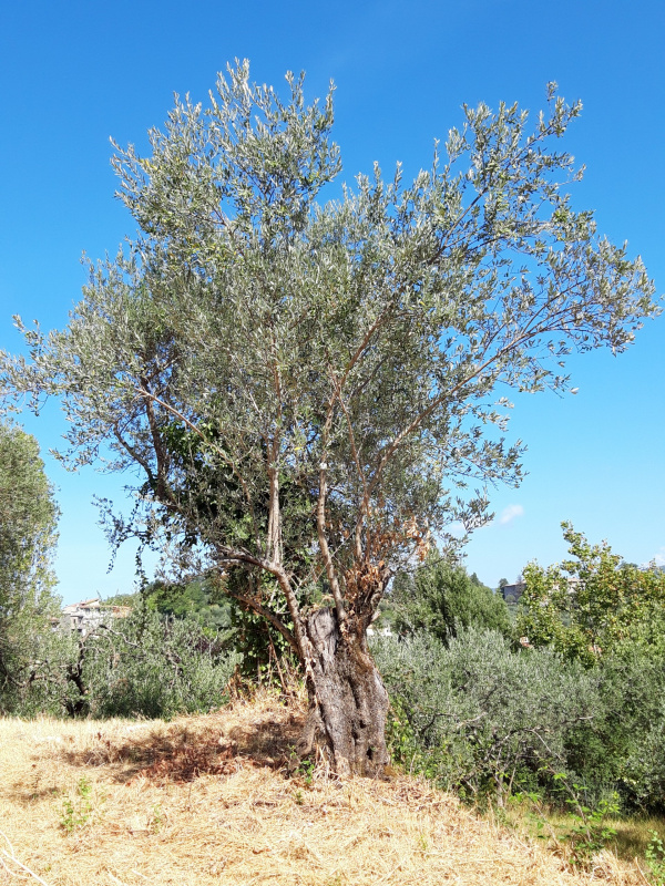 Olea europaea - 00546