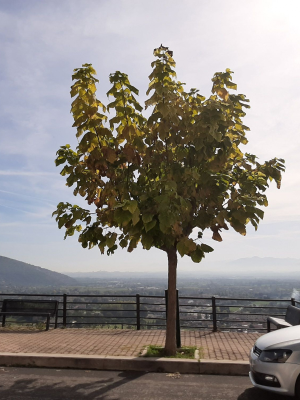 Catalpa bignonioides - 00137