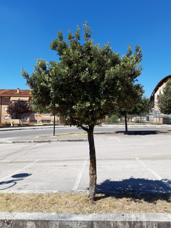 Quercus ilex - 00582