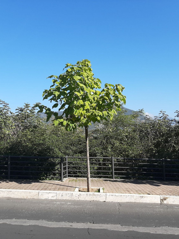 Catalpa bignonioides - 00119