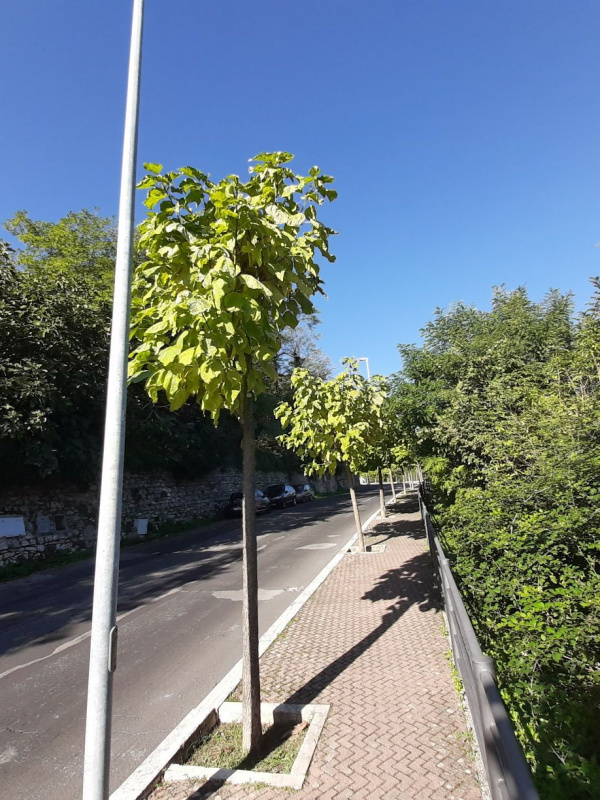 Catalpa bignonioides - 00113