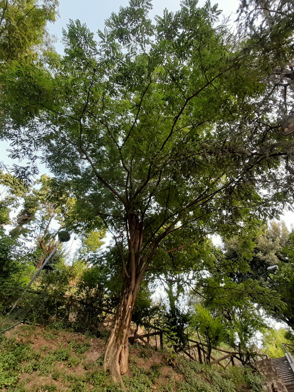 Robinia pseudoacacia - 00326