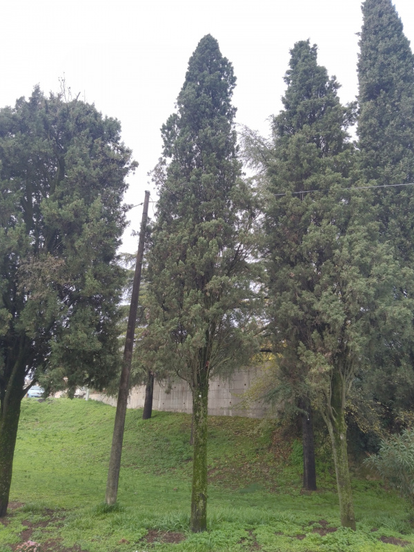 Cupressus sempervirens - 00887