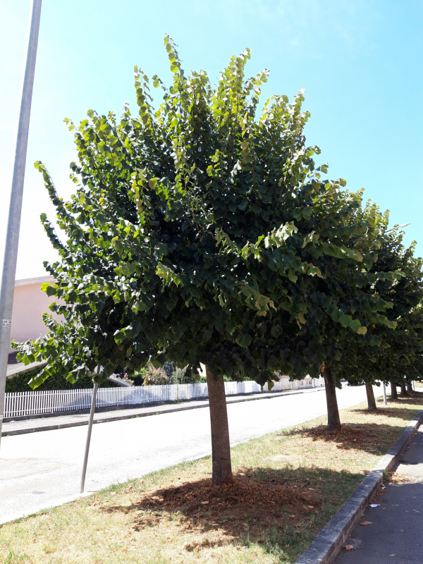 Tilia platyphillos - 00562